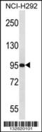 Poly(A) Polymerase Gamma antibody, 56-905, ProSci, Western Blot image 