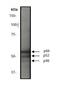 SHC Adaptor Protein 1 antibody, ab33770, Abcam, Western Blot image 
