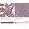 Tryptophanyl TRNA Synthetase 2, Mitochondrial antibody, NBP2-57679, Novus Biologicals, Immunohistochemistry paraffin image 