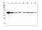 Isocitrate Dehydrogenase (NADP(+)) 1, Cytosolic antibody, M00129-1, Boster Biological Technology, Western Blot image 