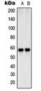 SHC-transforming protein 2 antibody, MBS821144, MyBioSource, Western Blot image 