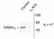 Gamma-Aminobutyric Acid Type A Receptor Alpha3 Subunit antibody, TA309127, Origene, Western Blot image 