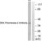 DNA Polymerase Beta antibody, LS-B7021, Lifespan Biosciences, Western Blot image 