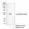 Nucleoprotein antibody, 10-752, ProSci, Western Blot image 