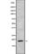 Nescient Helix-Loop-Helix 1 antibody, abx217167, Abbexa, Western Blot image 