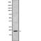 Nescient helix loop helix 1 antibody, abx217167, Abbexa, Western Blot image 