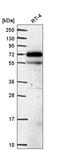 Endonuclease/Exonuclease/Phosphatase Family Domain Containing 1 antibody, HPA053668, Atlas Antibodies, Western Blot image 