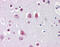 Empty Spiracles Homeobox 2 antibody, 51-454, ProSci, Immunohistochemistry frozen image 