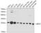 Ubiquitin Conjugating Enzyme E2 K antibody, 13-236, ProSci, Western Blot image 