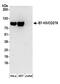 CD276 Molecule antibody, A304-367A, Bethyl Labs, Western Blot image 