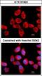 Ribosomal Protein Lateral Stalk Subunit P2 antibody, GTX101823, GeneTex, Immunofluorescence image 