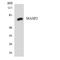 Mannan Binding Lectin Serine Peptidase 2 antibody, LS-B14682, Lifespan Biosciences, Western Blot image 