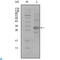 Activated Leukocyte Cell Adhesion Molecule antibody, LS-C812411, Lifespan Biosciences, Western Blot image 