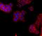 Estrogen Receptor 2 antibody, MAB7106, R&D Systems, Immunofluorescence image 