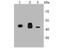 Isocitrate Dehydrogenase (NADP(+)) 2, Mitochondrial antibody, A00510-1, Boster Biological Technology, Western Blot image 