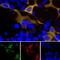 GFP antibody, NBP2-50034, Novus Biologicals, Immunocytochemistry image 