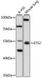 ETS Proto-Oncogene 2, Transcription Factor antibody, 22-867, ProSci, Western Blot image 