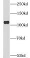 Centriolar Coiled-Coil Protein 110 antibody, FNab01915, FineTest, Western Blot image 