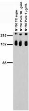 Solute Carrier Family 12 Member 5 antibody, 75-050, Antibodies Incorporated, Western Blot image 