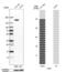 Tensin-1 antibody, PA5-57515, Invitrogen Antibodies, Western Blot image 