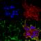 LDL Receptor Related Protein 4 antibody, SMC-418D-HRP, StressMarq, Immunocytochemistry image 