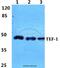 TEA Domain Transcription Factor 1 antibody, A03263, Boster Biological Technology, Western Blot image 