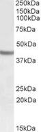 SRY-Box 3 antibody, LS-B8332, Lifespan Biosciences, Western Blot image 