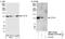 Chromosome Transmission Fidelity Factor 18 antibody, NBP1-03346, Novus Biologicals, Western Blot image 