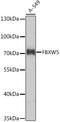 F-Box And WD Repeat Domain Containing 5 antibody, A09426, Boster Biological Technology, Western Blot image 