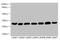 Phosphoglycerate Mutase 2 antibody, orb41481, Biorbyt, Western Blot image 