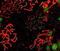 Synaptonemal Complex Protein 1 antibody, PA1-31221, Invitrogen Antibodies, Immunofluorescence image 