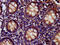 CD99 Molecule Like 2 antibody, CSB-PA840569LA01HU, Cusabio, Immunohistochemistry frozen image 