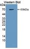 Galectin 9 antibody, LS-C372502, Lifespan Biosciences, Western Blot image 