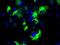 BCL10 Immune Signaling Adaptor antibody, NBP2-02597, Novus Biologicals, Immunocytochemistry image 