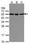 Karyopherin Subunit Alpha 2 antibody, TA308727, Origene, Western Blot image 