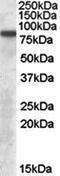 Intraflagellar Transport 57 antibody, orb20221, Biorbyt, Western Blot image 