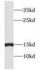 Glycine Cleavage System Protein H antibody, FNab03397, FineTest, Western Blot image 