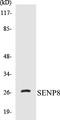 SUMO Peptidase Family Member, NEDD8 Specific antibody, EKC1515, Boster Biological Technology, Western Blot image 