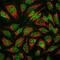 Muscleblind Like Splicing Regulator 1 antibody, NBP2-50062, Novus Biologicals, Immunofluorescence image 