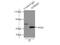 Adhesion Regulating Molecule 1 antibody, 11468-1-AP, Proteintech Group, Immunoprecipitation image 