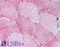Bone Morphogenetic Protein 3 antibody, LS-B786, Lifespan Biosciences, Immunohistochemistry frozen image 