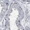 Hephaestin Like 1 antibody, NBP1-90512, Novus Biologicals, Immunohistochemistry paraffin image 