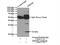 Thioesterase superfamily member 4 antibody, 14692-1-AP, Proteintech Group, Immunoprecipitation image 