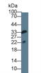 Interleukin 36 Gamma antibody, abx131960, Abbexa, Western Blot image 