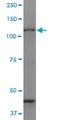 Protocadherin Gamma Subfamily C, 3 antibody, H00005098-M07, Novus Biologicals, Western Blot image 