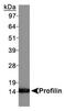 Profilin 1 antibody, PA5-22991, Invitrogen Antibodies, Western Blot image 