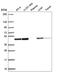 Annexin A7 antibody, HPA064290, Atlas Antibodies, Western Blot image 