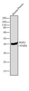 Paraoxonase 1 antibody, LF-MA0099, Invitrogen Antibodies, Western Blot image 