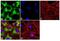 Heat Shock Protein 90 Alpha Family Class B Member 1 antibody, 37-9400, Invitrogen Antibodies, Immunofluorescence image 