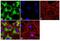 Heat Shock Protein 90 Alpha Family Class B Member 1 antibody, 37-9400, Invitrogen Antibodies, Immunofluorescence image 